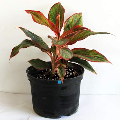 All Season Gardens Red Aglaonema Siam Aurora Chinese Evergreen Plant In Pot-image-18