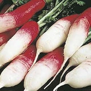 Radish French Breakfast Great Heirloom Vegetable by Seed Kingdom (1 OZ Seeds)