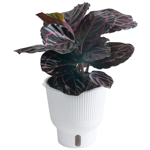 Costa Farms Live Indoor Trending Tropicals Calathea Dottie Plant, 12 pulgadas de alto, maceta decorativa blanca