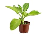 Kalanchoe Daigremontiana Planta Ecológica Embellece tu Espacio con esta Opción Ecológica