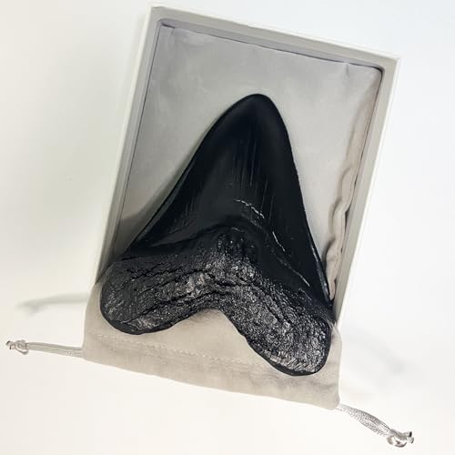 Image of Carcharodon Megalodon Tooth Replica with Serration-Shark Teeth Fossil Collection,5.1 inches (Black)