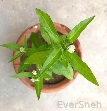 EverSneh Eclipta Live Bhringraj Plant Real Plant for Home Garden |Pack of 1| (B0B76J42N1) Amazon Price History, Amazon Price Tracker