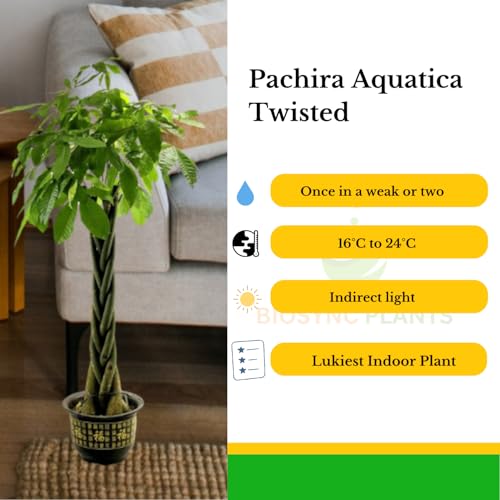 BioSync Plants Pachira Aquatica Twisted, Money Tree Large, Indoor House Plant, Air-Purifying, Low Maintenance Home Decor, Lucky Plant with Braided Trunk, 3-4 ft (Pachira Aquatica Twistted)