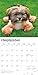 Shih Tzu | 2026 12 x 24 Inch (Hanging) Monthly Square Wall Calendar | Plastic-Free | BrownTrout | Animals Small Dog Breeds