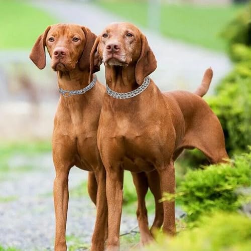 Duronge Kettenhalsband Hund, Edelstahl Hundehalsband, Verstellbare Hundekette mit Sicherer Schnalle, Hundehalskette Halsumfang 50 cm, Ø 2,5 mm, Hunde Kette zum Hundetraining