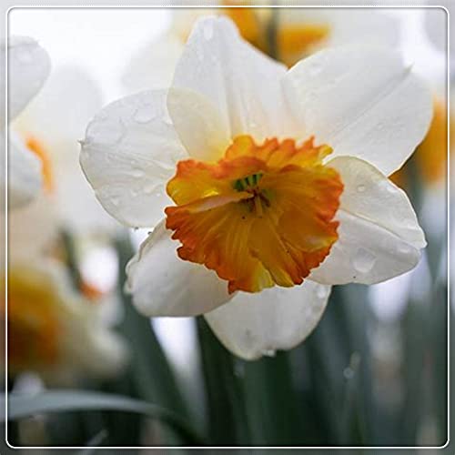 Bulbi narcisi, Semi Daffodil,fiori artificiali,Giardino Segreto Unici-2,2bulbis