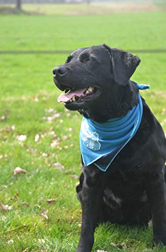 COOLPETS Cooling Bandana - Hund Kühlung - Kühlung Halsband - Kühlendes Bandana für Hunden - Einfach zu bedienen - blau - Large Cover