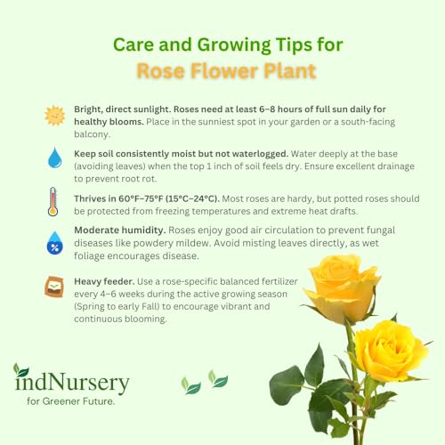 Image of IndNursery Rose Plant Variety Combo Pack of 4 Live All Season Flowering Plants in Grow Bags for Home and Office Garden