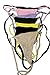 Flirtzy Mini Micro Stretchy Y Back G-String Thong with Breakaway Clasps, S/M, 7 Pack Assorted