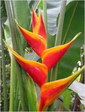 Exotica Tropicals Professional Nursery Grade Heliconia Fertilizer 4 LB 6 Month Slow Release Bird of Paradise Plant Food
