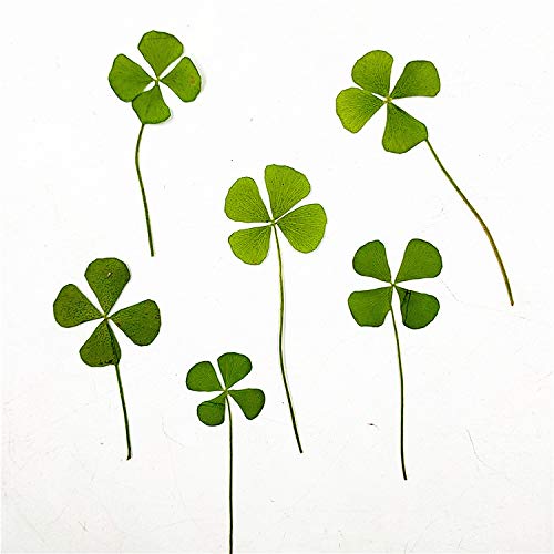 Hojas Secas Reales de Trébol de 4 Hojas Natural x48 miniatura 2