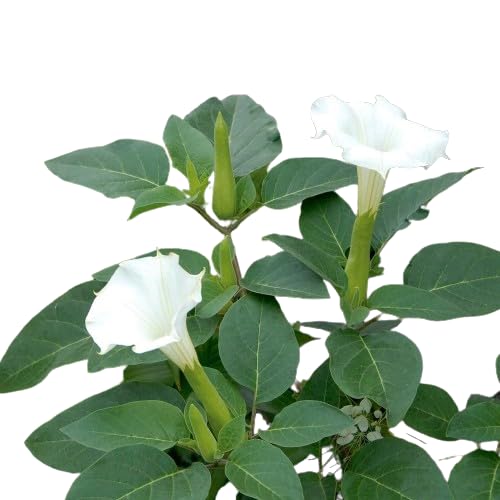TENDER LEAVES Snow-White Datura Plant, Angel’s Trumpet, Devil’s Trumpet, Moonflower, Home Plant (1 Healthy Plant In Grow-Bag) For Your Garden.