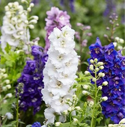 Green World LARKSPUR IMPERIAL MIXED FLOWER SEEDS FOR KITCHEN GARDENING (10 seeds) (B09KQPFHWQ) Amazon Price History, Amazon Price Tracker