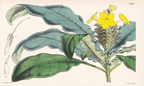 Crossandra Flava. Yellow-flowered Crossandra. Tab. 4710 - West Africa Westafrika / Pflanze Planzen plant plants / flower flowers Blume Blumen / botanical Botanik botany / aus 