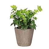 Thorsen's Greenhouse Live Green English Ivy Plant, Hedera Helix, Natural Air Purifier, Easy to Grow, Live Indoor Houseplant, 4' Diameter Pot (Coffee)