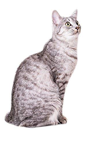 extend joint care for cats