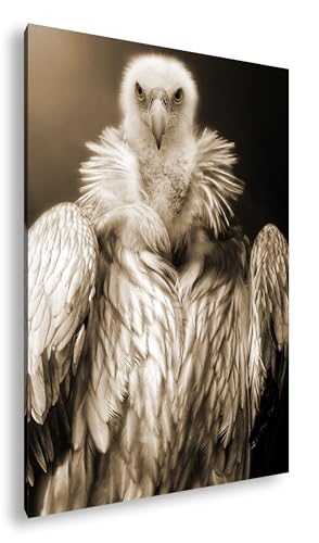 Tableau vautour plumes grises deyoli impression haut de gamme sur cadre bois véritable