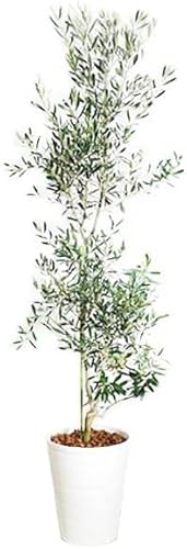 I[u̖ PO zCgZA[g ^ CeA A j  eX CeA ϗtA TCY { 10