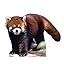 Red Panda