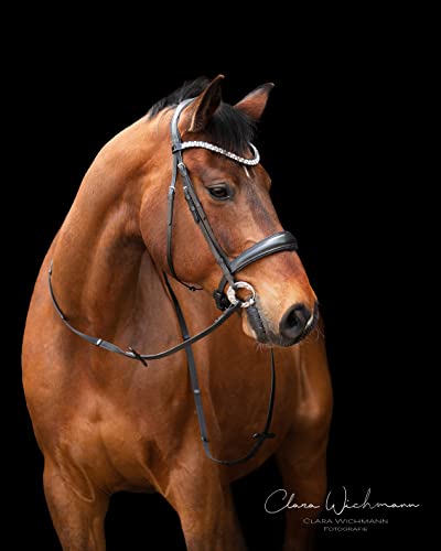 Crown Trense Zaum ergonomisch Glitzer Schwarz Leder Sperrriemen abnehmbar Englisch Lederzaum + Gummierte Zügel Lack Glitzer Genick u Nasenriemen Tysons (X Full)