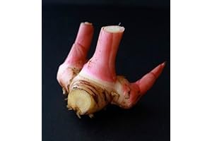 Galangal in Live Green Plant Form