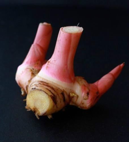 Galangal- Greater (Alpinia Galanga); KHA Plant for Thai Food Lover - 1 Plant -2 Feet Tall - Ship in 1 Gal Pot