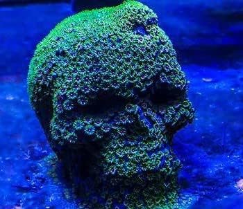 Reef-Geeks Novelty Growout Skull, Coral Frag plug, frag rock, frag rack. (Gentleman Skull), White - Image 5