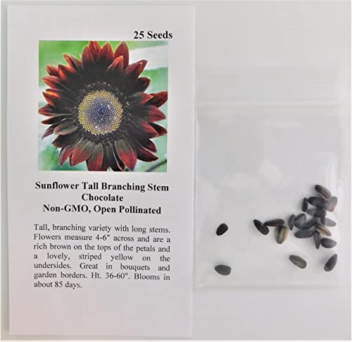 David's Garden Seeds Sunflower Tall Branching Stem Chocolate 4343 (Brown) 25 Non-Gmo, Heirloom Seeds #TOP1