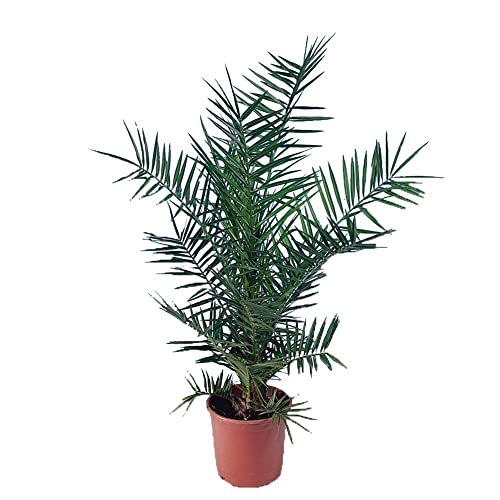 Palma Fénix Natural Plamera Canaria - Planta de Exterior que Puede Alcanzar una Gran Altura