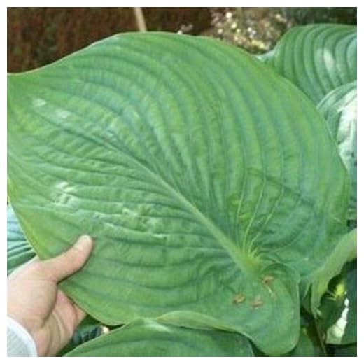 yunakesa hosta Empress WU Large Huge Green Disease Free 2.5 Pot 1 Live Potted Plant