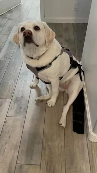 Image of Large-Plus Happy Tail Protector for German Shepherd - Check Size Chart Image for FIT