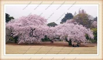3 Bonsai Tree Japanese Sakura Seeds. Rare Japanese Cherry Blossoms Flowers Seeds in Bonsai,Pink Prunus Serrulata 15 Seeds/Pack