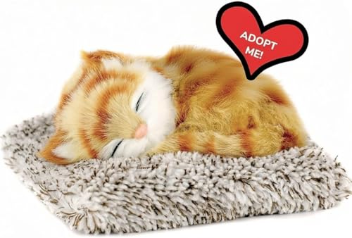 Image of Sleeping cat