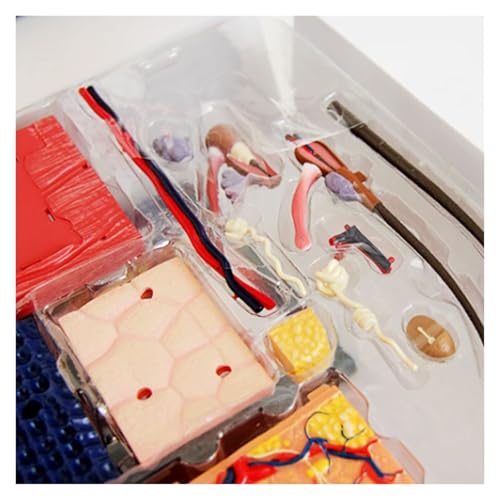 Modelo de piel humana 4D anatomico desmontable con 19 partes 4