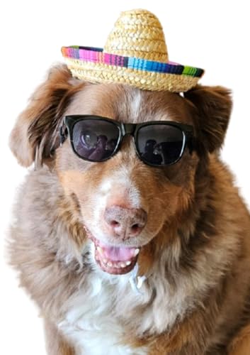 Disfraz para perros medianos estilo Retro con sombrero mexicano
