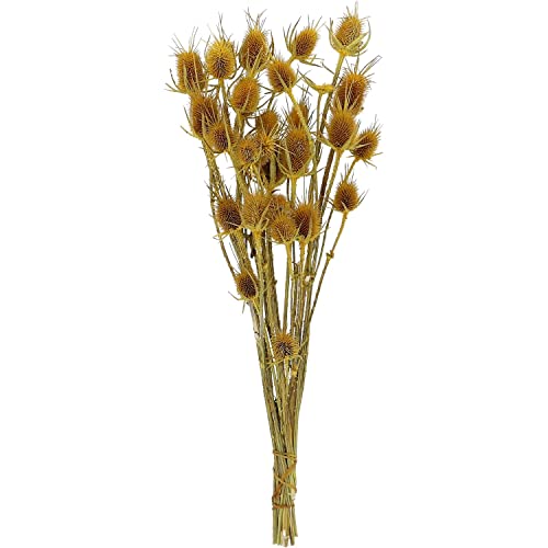 Vosteen GmbH Cardo – 100 g – Longitud aprox. 60 cm – Amarillo