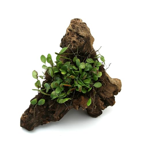 ieEj e }d^t lTCY QOOiP{j