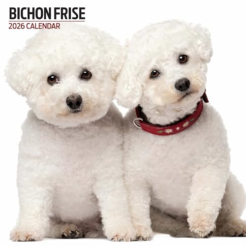Bichon Frise 2026 Modern Calendar