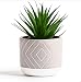 Kurrajong Farmhouse 8" x 5" Artificial Green Plant in Gray Cement Pot, Beautiful Feaux Plant, Soft Realistic Fake Plant, Artificial Plants, Artificial Succulent Plants Potted, Medium Fake Plants