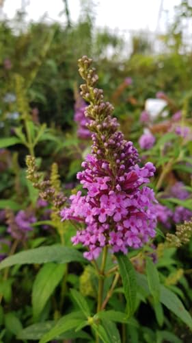 Buddleia davidii BUZZ 'Violet'® / Arbre aux papillons nain/Conteneur de 3 à 4 litres