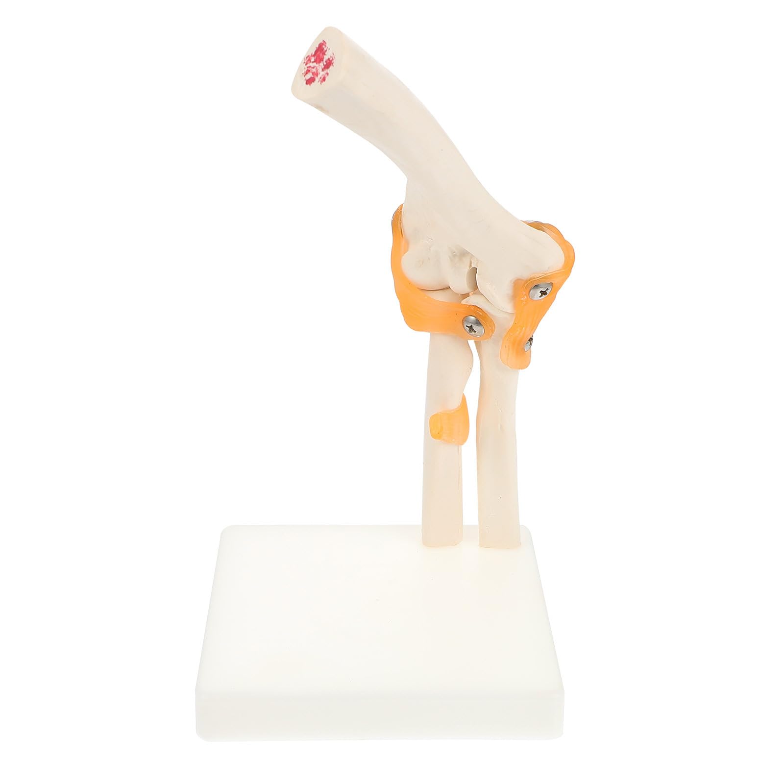 SHINEOFI Lebensgroßes Ellenbogengelenk Modell aus PVC für Anatomieunterricht und Klinische Schulung – 3D Skelettmodell mit Stativ