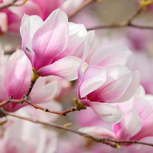1 Saucer Magnolia Tree Live Plant For Planting, Fragrant Magnolia Plant Live 12 To 18 Inc Tall In Gallon Pot, Magnolia Flowers Bush Shrubs #TOP2