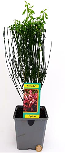 POWERS TO FLOWERS - GINESTRA ROSSA, pianta vera