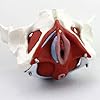 Modello anatomico del bacino femminile Modello Anatomico Medico Regalo Ginecologia E Muscoli Rimovibili Organi Pubici Anatomia del pavimento pelvico