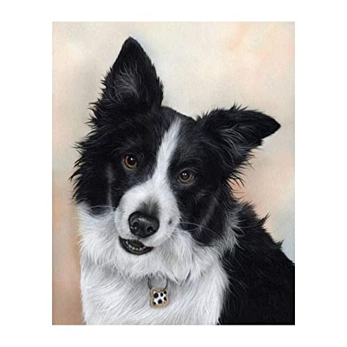DIY Oil Painting kit Dog Border Collie Paint by Numbers kit for Kids and Adults