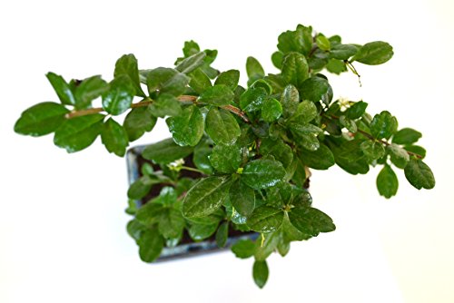 9Greenbox - Fukien Tea Bonsai With 6 Ceramic Pot #TOP2