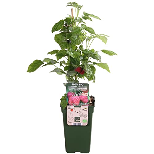 Frambuesa Planta Natural | Fruto del Bosque | DECOALIVE | Arbusto Frutal Natural