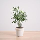Ugaoo Air Purifying Bamboo Palm Live Plant With Grow Pot
