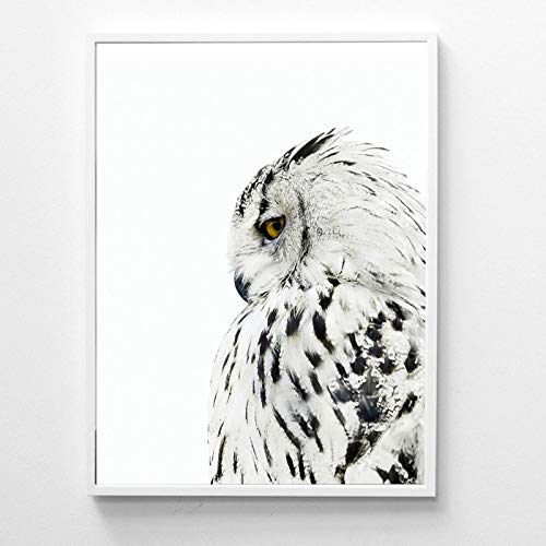 Affiches et gravures hibou blanc pour habiller un mur vide de salon