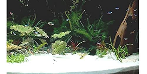 Ercole® Fine Natural Aquarium Sand for Vase Filler Lawn Garden Freshwater & Aquarium Decoration (2Kg, White) 2
